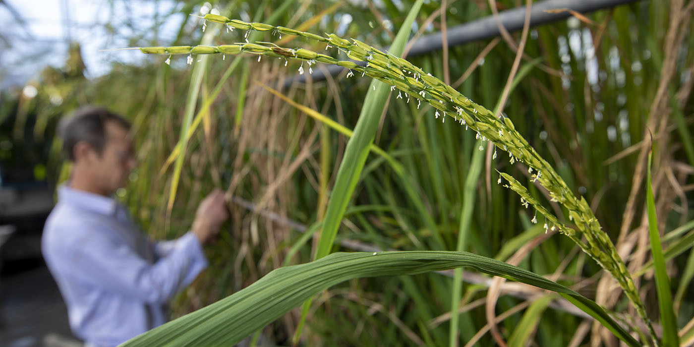 fmc-seeks-global-registration-for-new-rice-herbicide