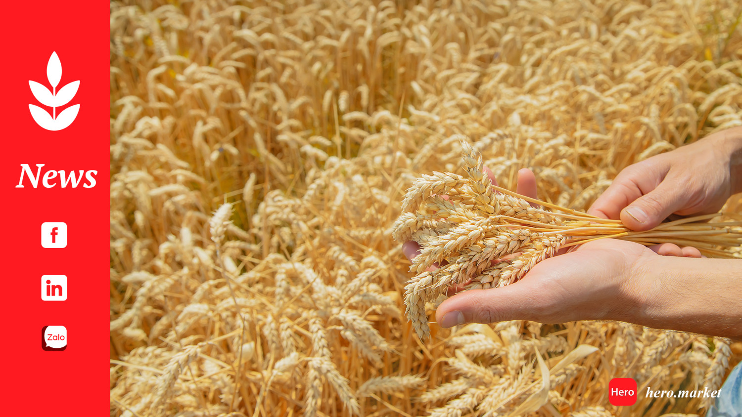 Wheat set for a good harvest