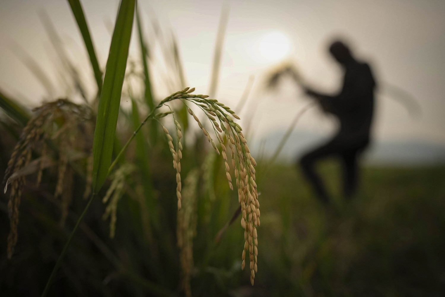 us-rice-varieties-highlighted-in-first-breeder-workshop