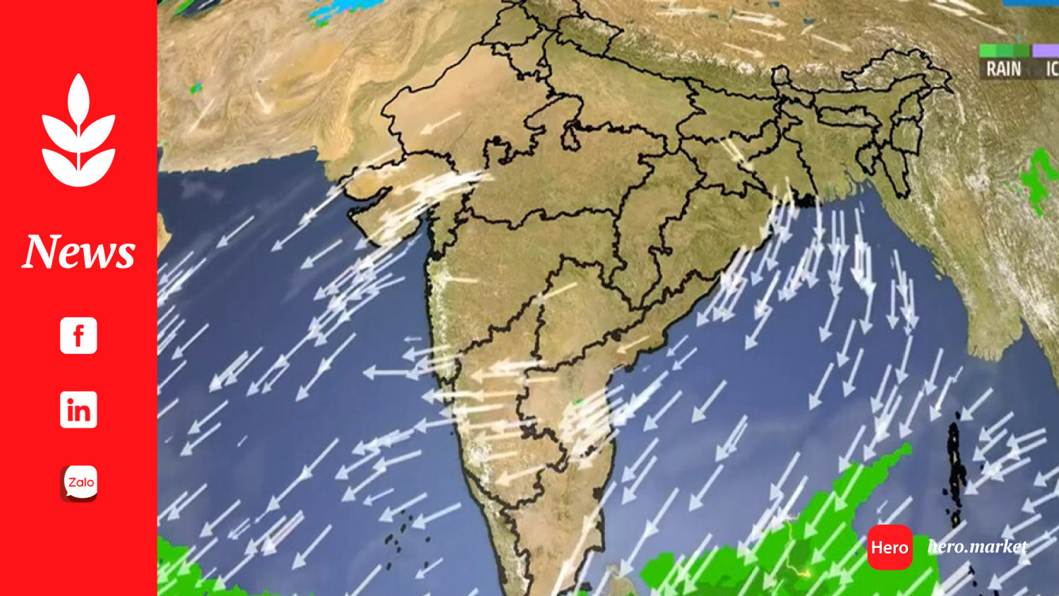 India's Monsoon Progress 2024: Uneven Rainfall and Its Impact on Rice Production