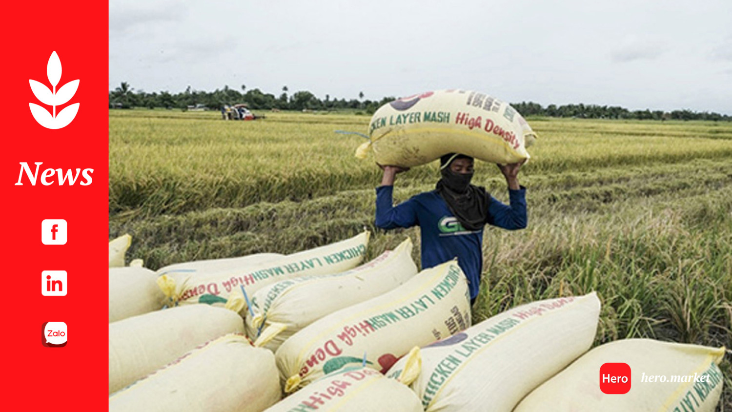 Solon calls for passage of bill mandating govt to buy rice from local farmers at higher rates