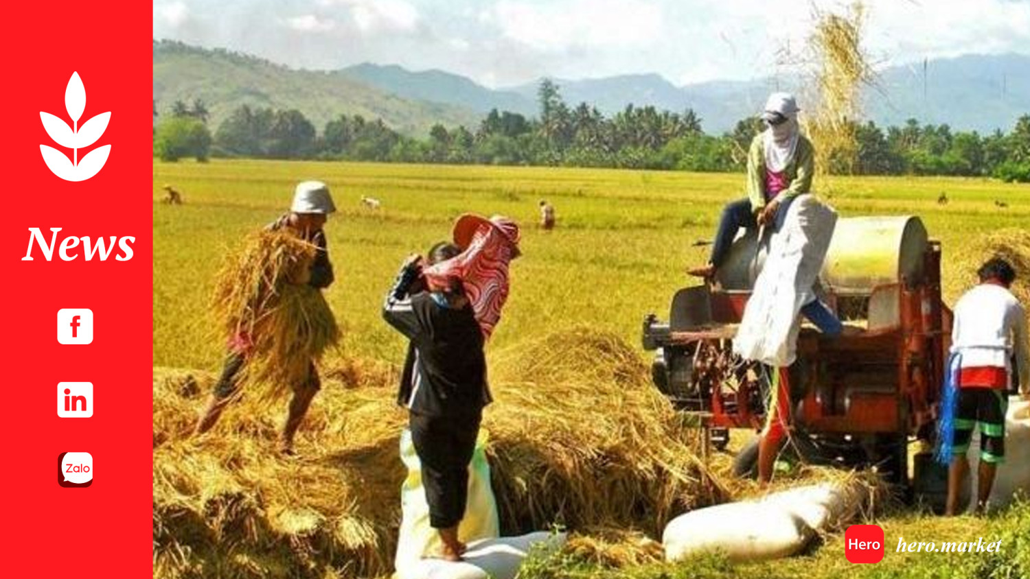 As prices increase, farmers demand repeal of Rice Liberalization Law