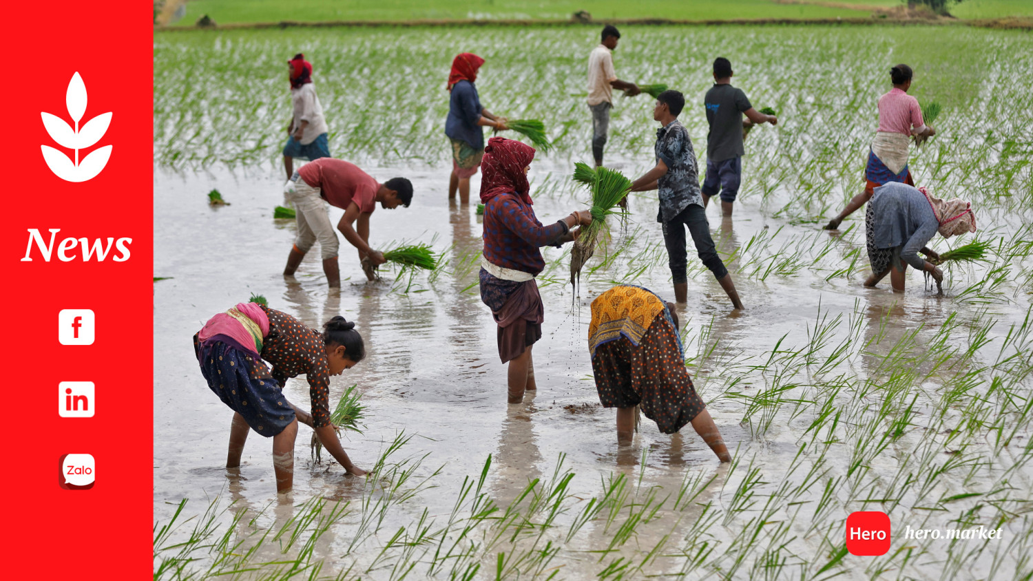 Rice imports this year total 2.4M tons so far in Philippines