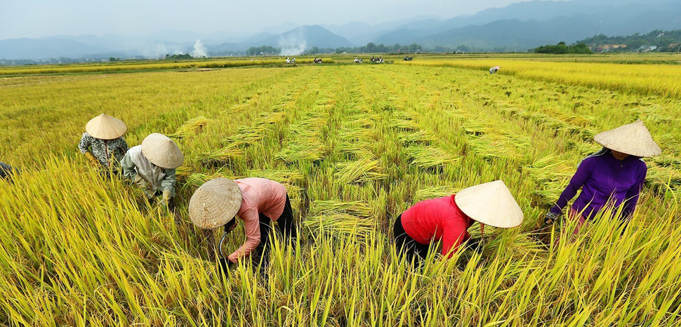 Vietnamese Gold treasure buried in mud because of farmers’ bad habits