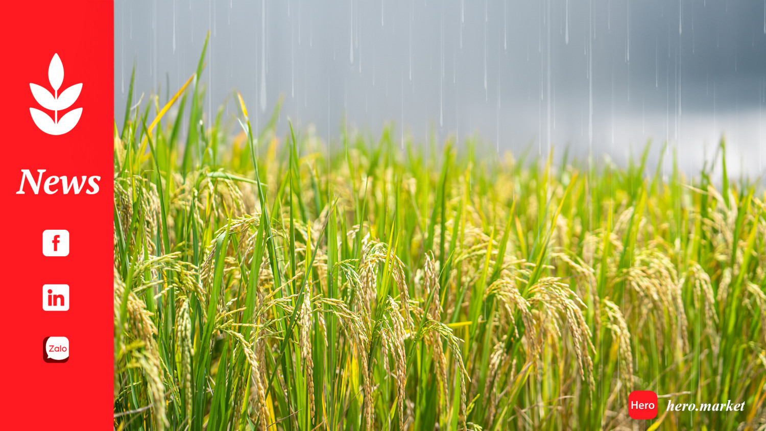 India Sees Abundant Monsoon Rain in Boost to Economic Growth