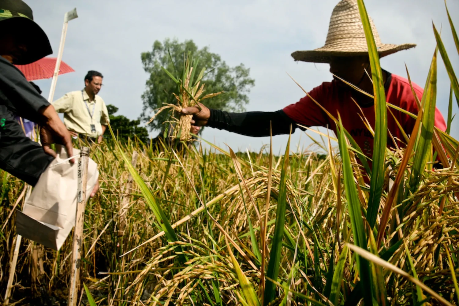 Why Lowering MEP Is Crucial For Domestic Procurement Of Basmati Rice In India?