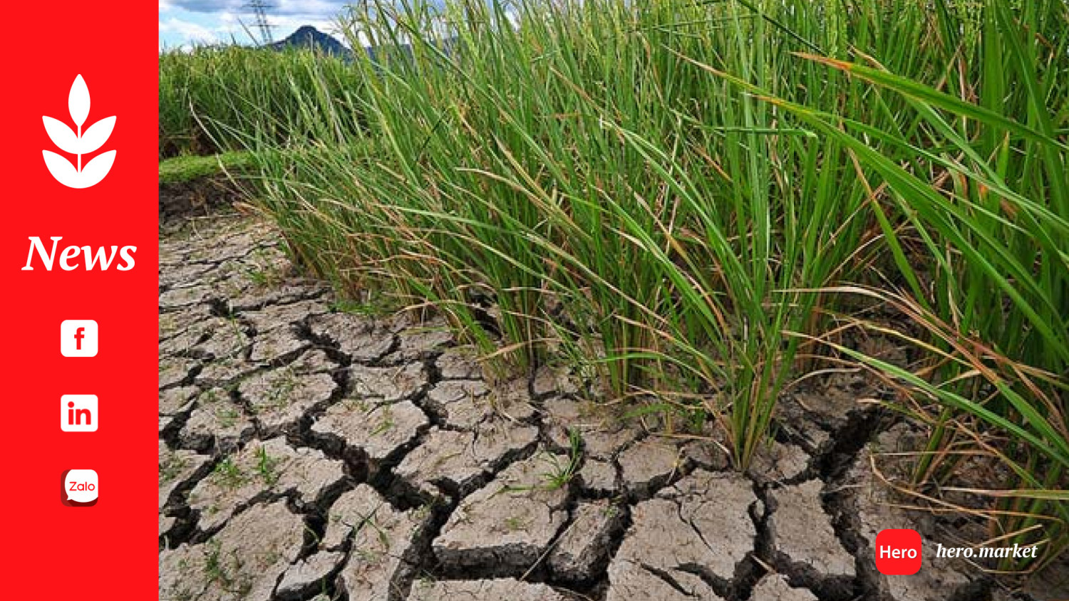 ClimateRice: a New Initiative to Drive the Transition to Climate-Smart Rice