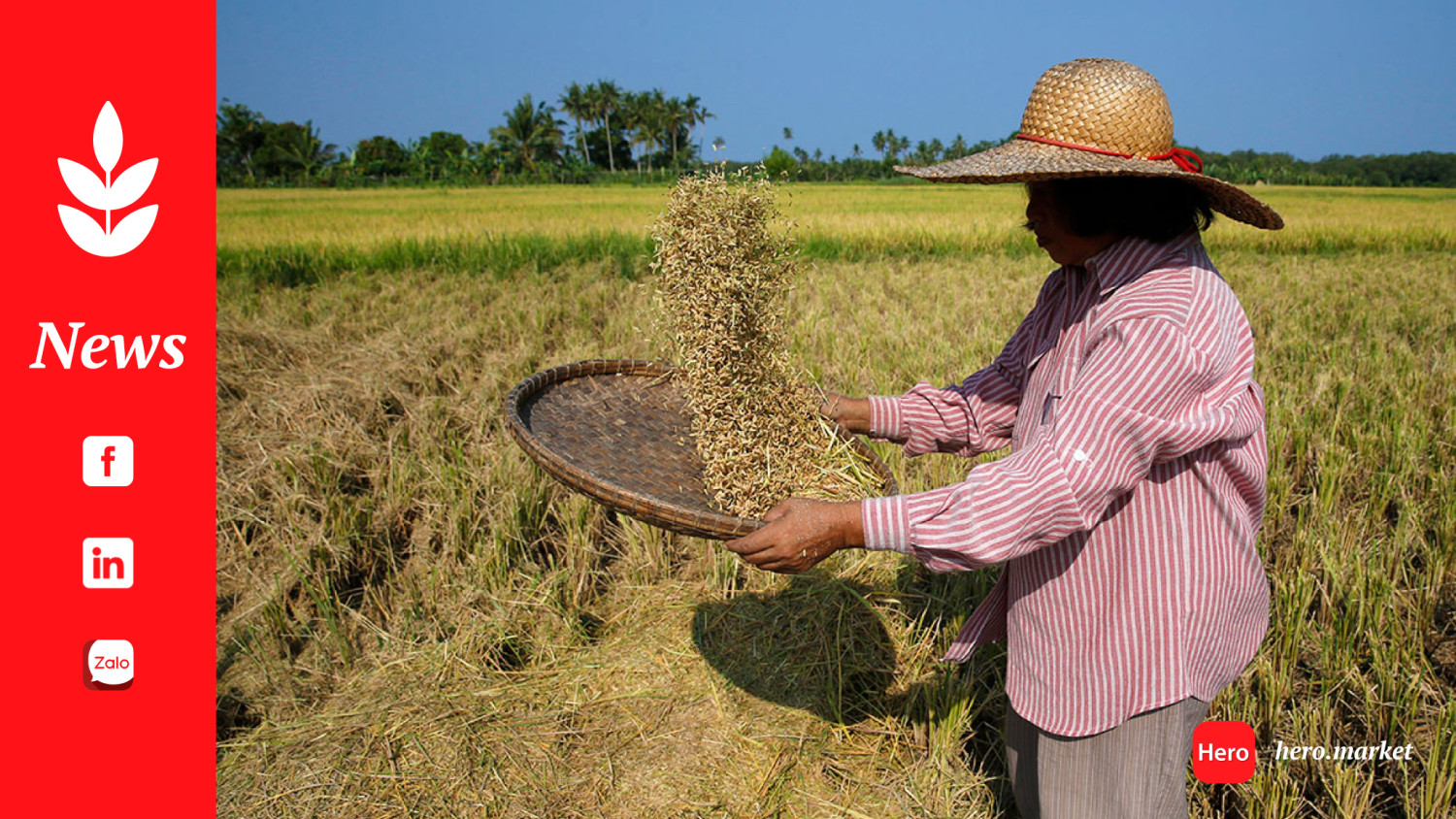 Palay harvest likely fell by 8 percent in Q2