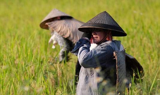 Rising costs, falling global prices worry Vietnamese rice exporters