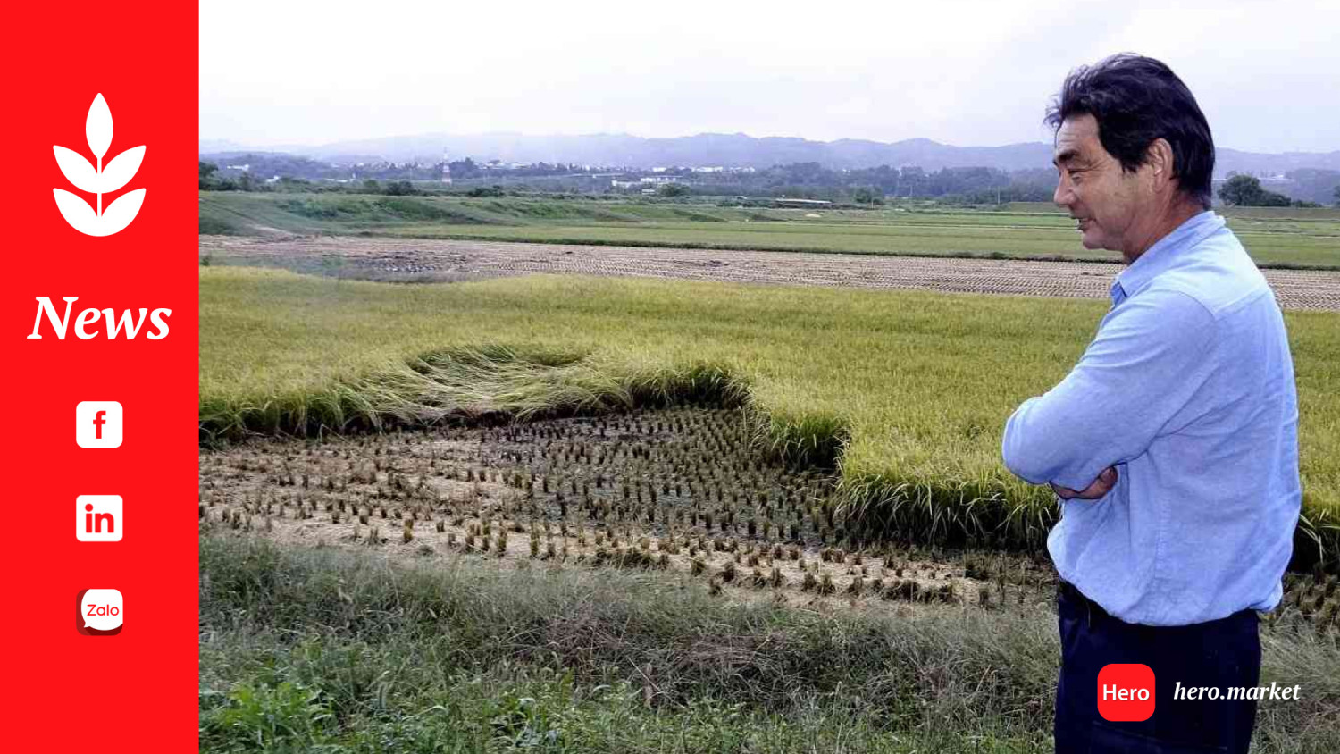 Heat waves impact Japan's rice quality, leading to shortage