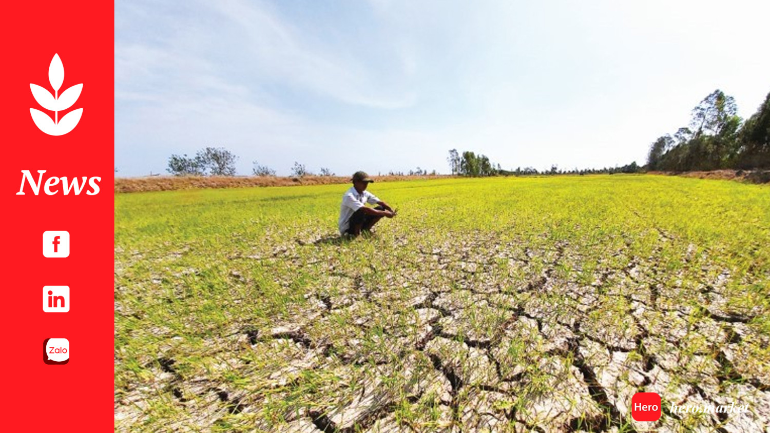 Drought, salt intrusion destroy Mekong Delta paddy fields