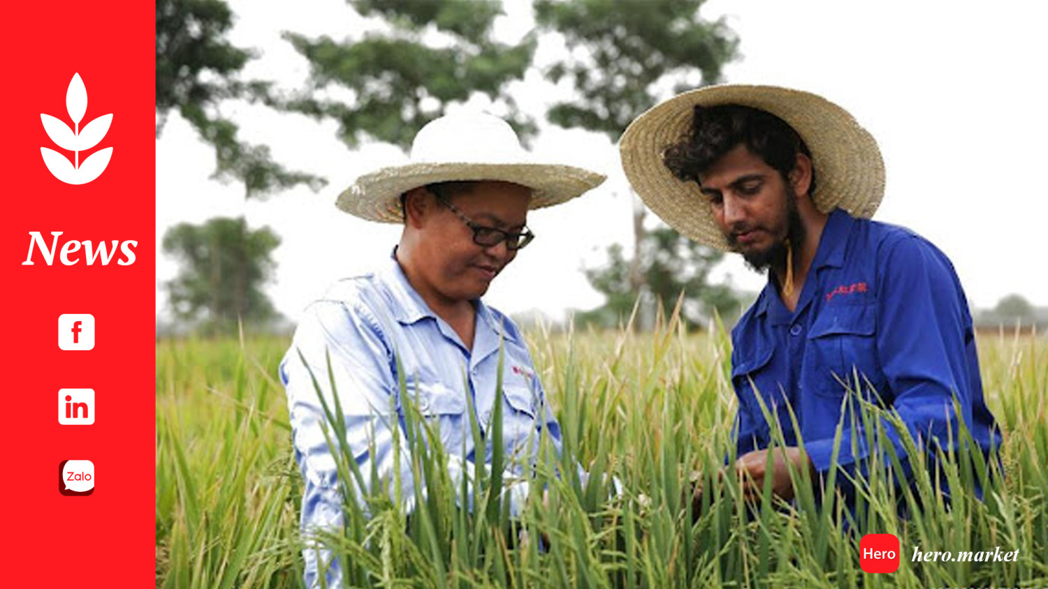 Experts laud China’s role in advancing Hybrid Rice cultivation in Pakistan