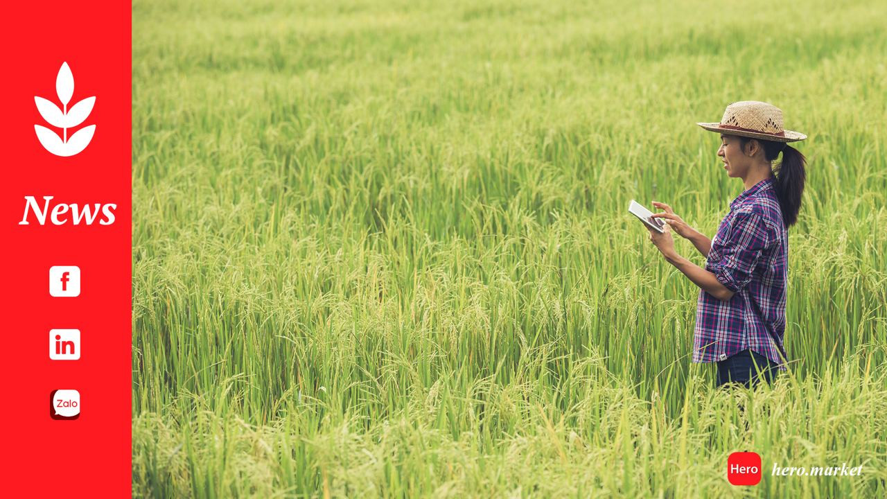 Commercial banks directed to  facilitate lending for rice purchasing, trading