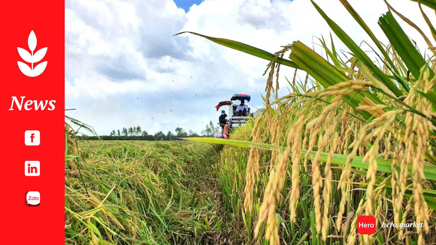 The role of rice growers in setting carbon prices: Insights from an IRRI economist