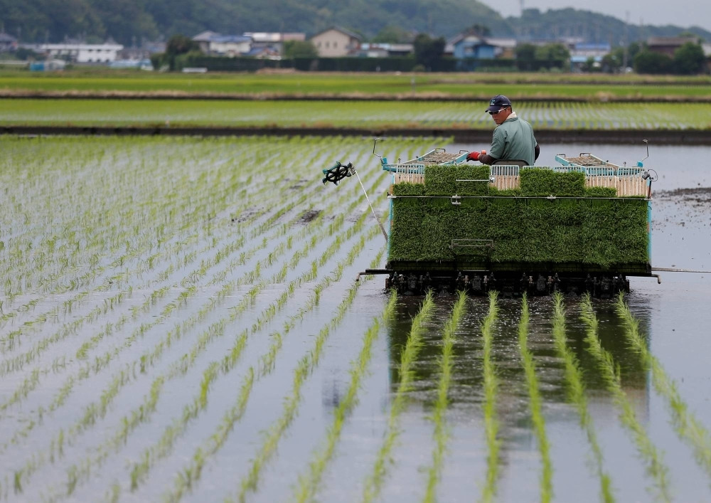 as-sweltering-summers-ravage-crops-japan-bets-on-heat-resistant-rice